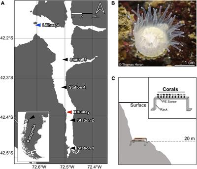 In situ Skeletal Growth Rates of the Solitary Cold-Water Coral Tethocyathus endesa From the Chilean Fjord Region